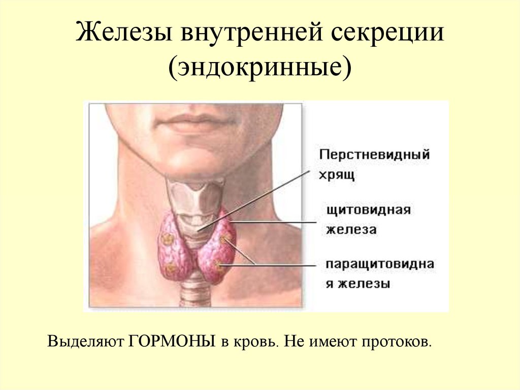 Жвс это. Железы внктреннесекреции. Железы внутренней секреции. Эндокринные железы. Эндокринные железы это железы.