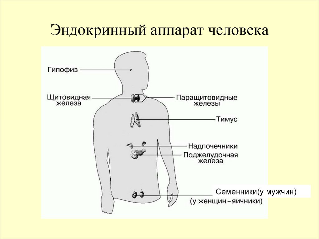 Выберите три верно обозначенные подписи к рисунку строение эндокринной системы человека указывающие