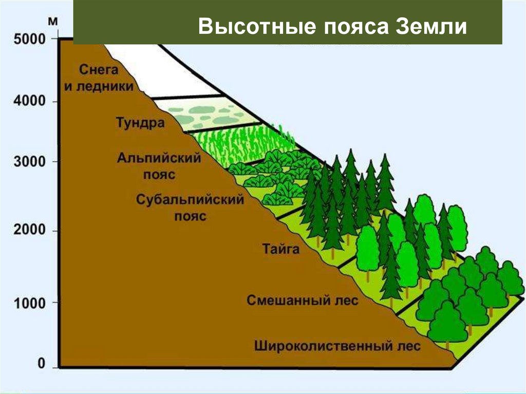 Высотные пояса анд. Высотные пояса. Высотные пояса земли. Высотные пояса Гималаев. Нижний высотный пояс.