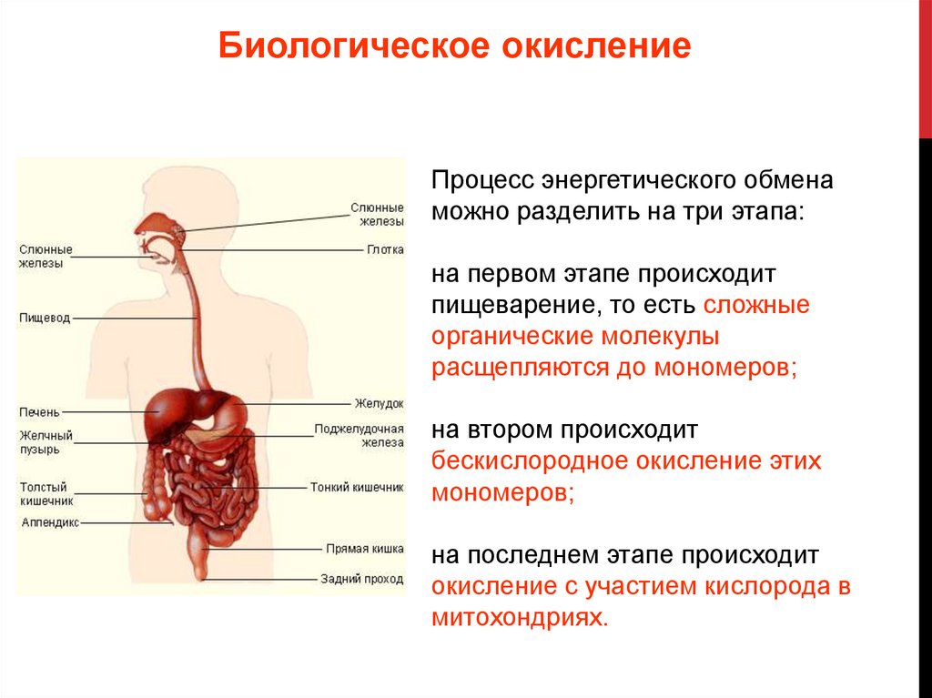 В результате пищеварения сложные органические вещества. Биологическое окисление энергетический обмен. Процесс биологического окисления происходит в. Где происходит процесс биологического окисления. Вещества расщепляются на трех энергетических этапах.