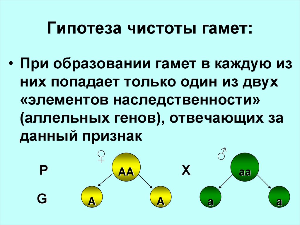 Презентация по теме моногибридное скрещивание 10 класс