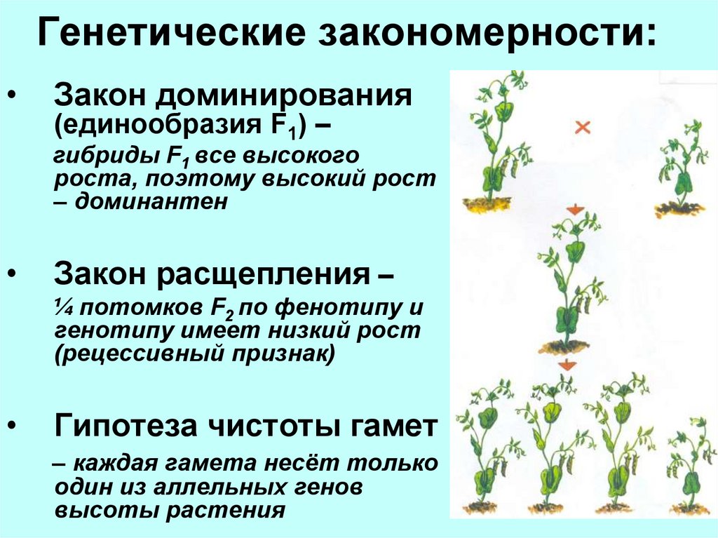 Установите последовательность этапов выращивания растения