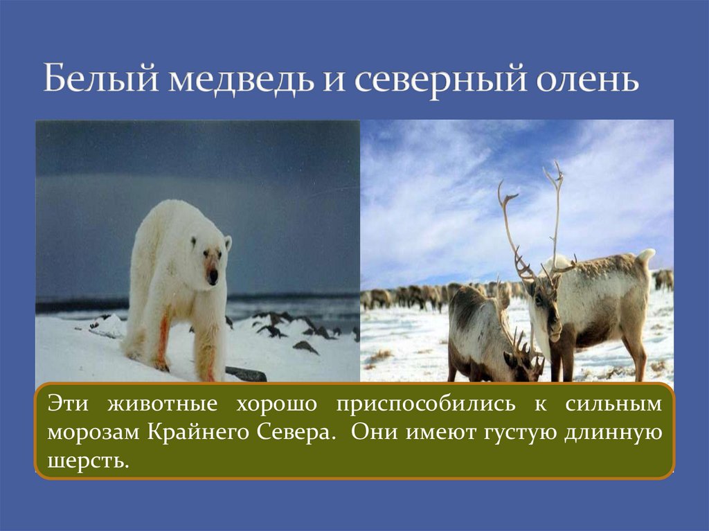 Как приспособились к жизни медведи. Белый медведь и Северный олень. Белый медведь и олень. Белый медведь белый медведь Северный олень. Северный олень, морж и белый медведь.