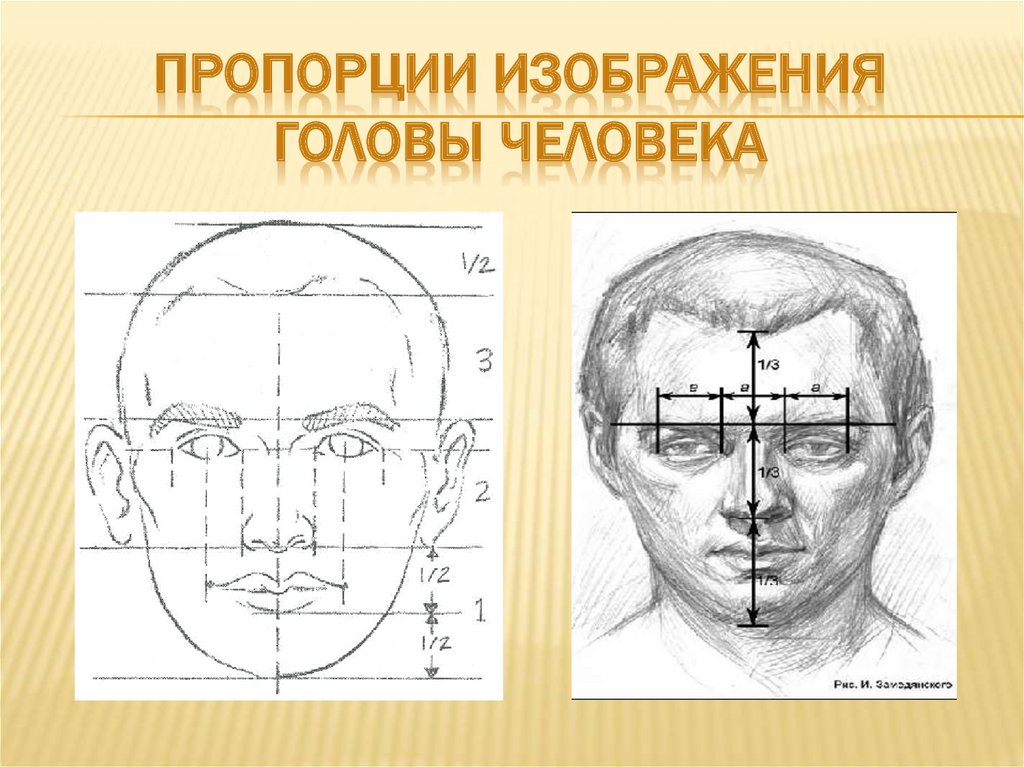 Изо 6 класс рисунок головы человека