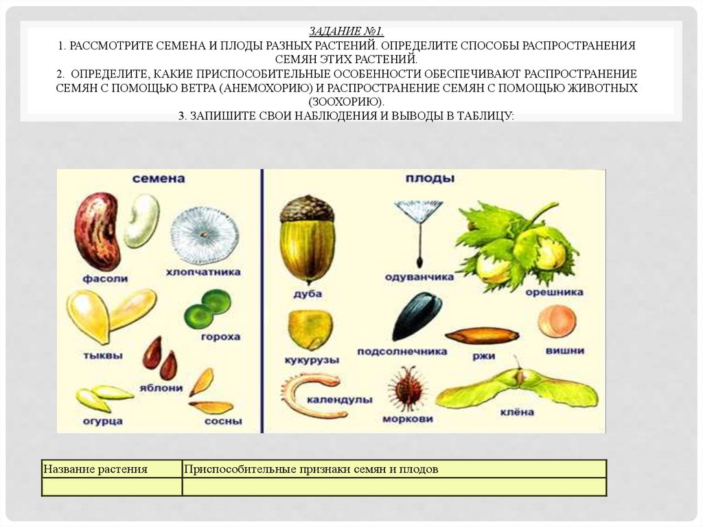 Укажите название плода этого растения. Распространение плодов таблица 6 класс биология. Способы распространения семян покрытосеменных растений. Распространение плодов и семян. Способы распространения семян растений.