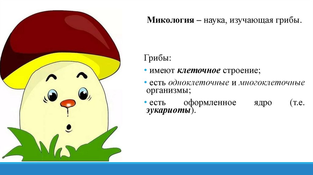 Грибы. Грибница, гифы - презентация онлайн