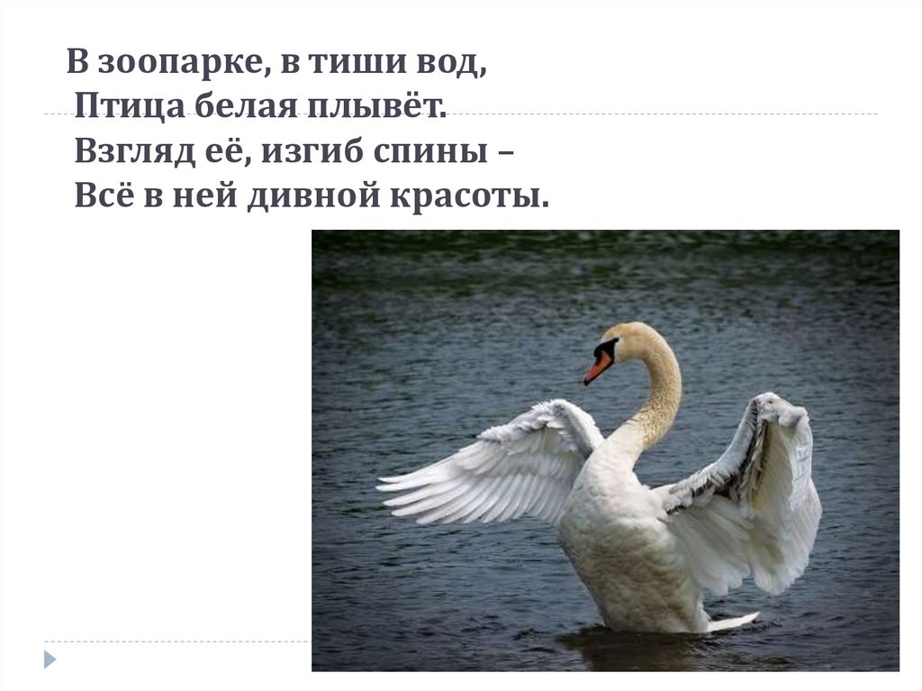 В зоопарке, в тиши вод, Птица белая плывёт. Взгляд её, изгиб спины – Всё в ней дивной красоты.