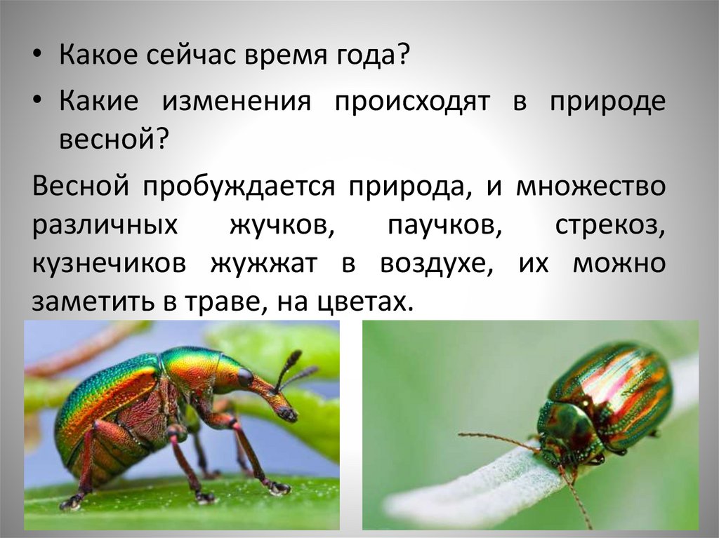 Жуков презентация 1 класс. Разноцветные жуки изо 1 класс. Разноцветные жуки.1 класс презентация. Разноцветные жуки изо 1 класс презентация. Презентация разноцветные жуки.