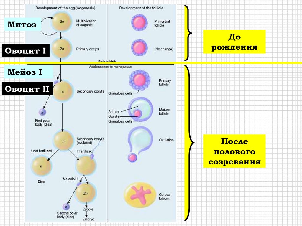 4 стадии оплодотворения