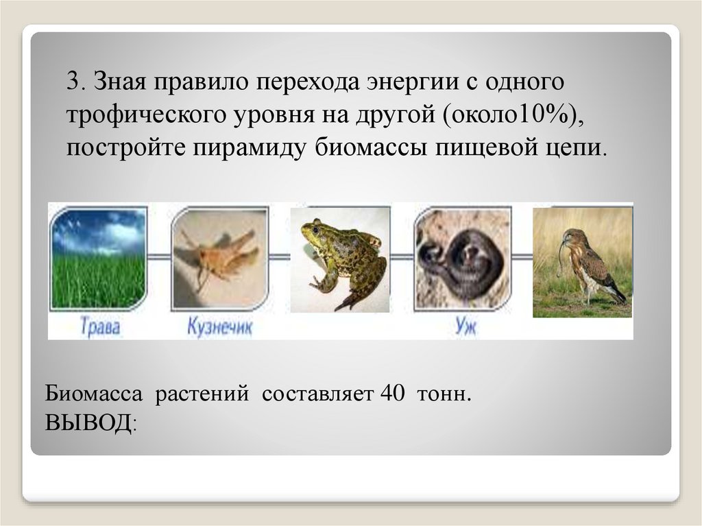 Практическая работа составление схем передачи веществ и энергии цепей