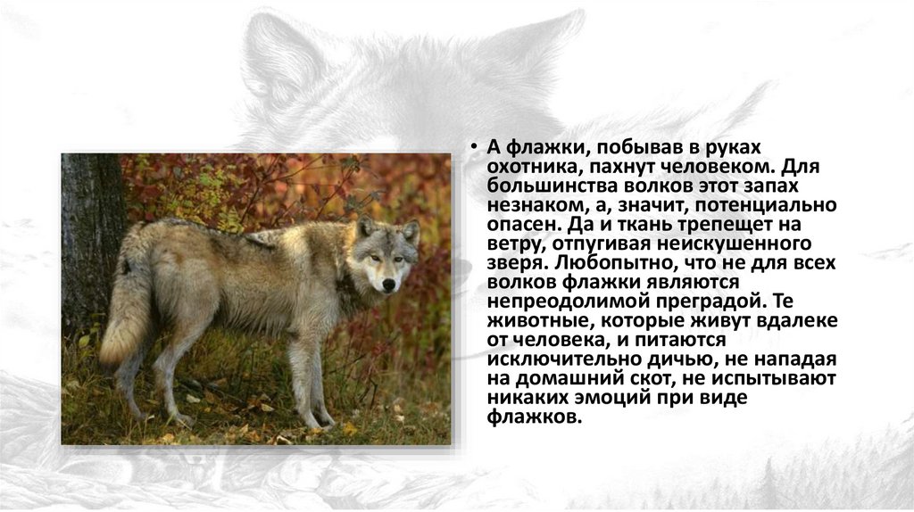 Сколько лет живут волки. Волки повадки и образ жизни. Значение Волков для человека. Продолжительность жизни волка. Значение волка в жизни человека.