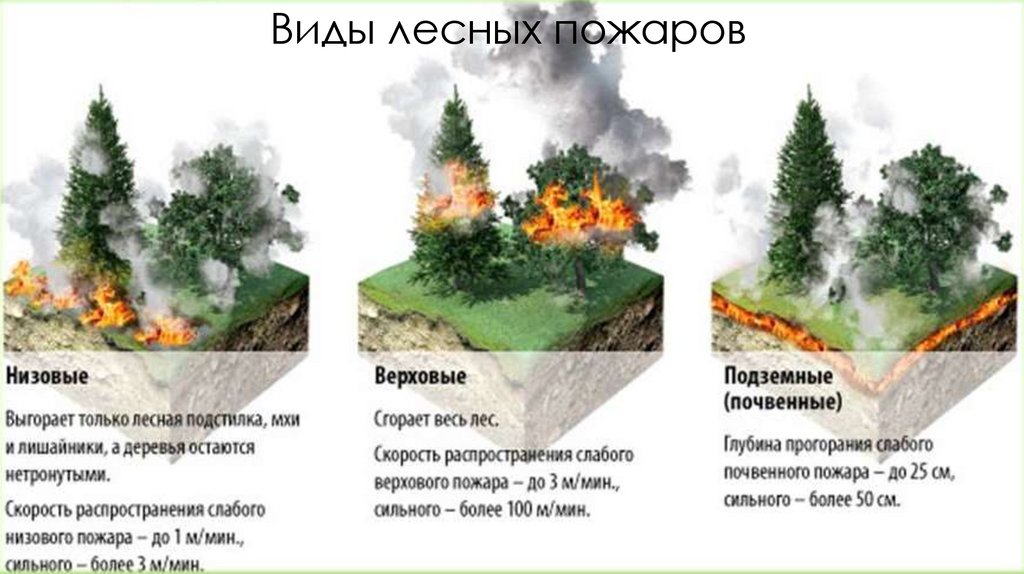 Особенности природного пожара. Виды лесных пожаров. Классификация природных пожаров. Разновидности лесных подаро.