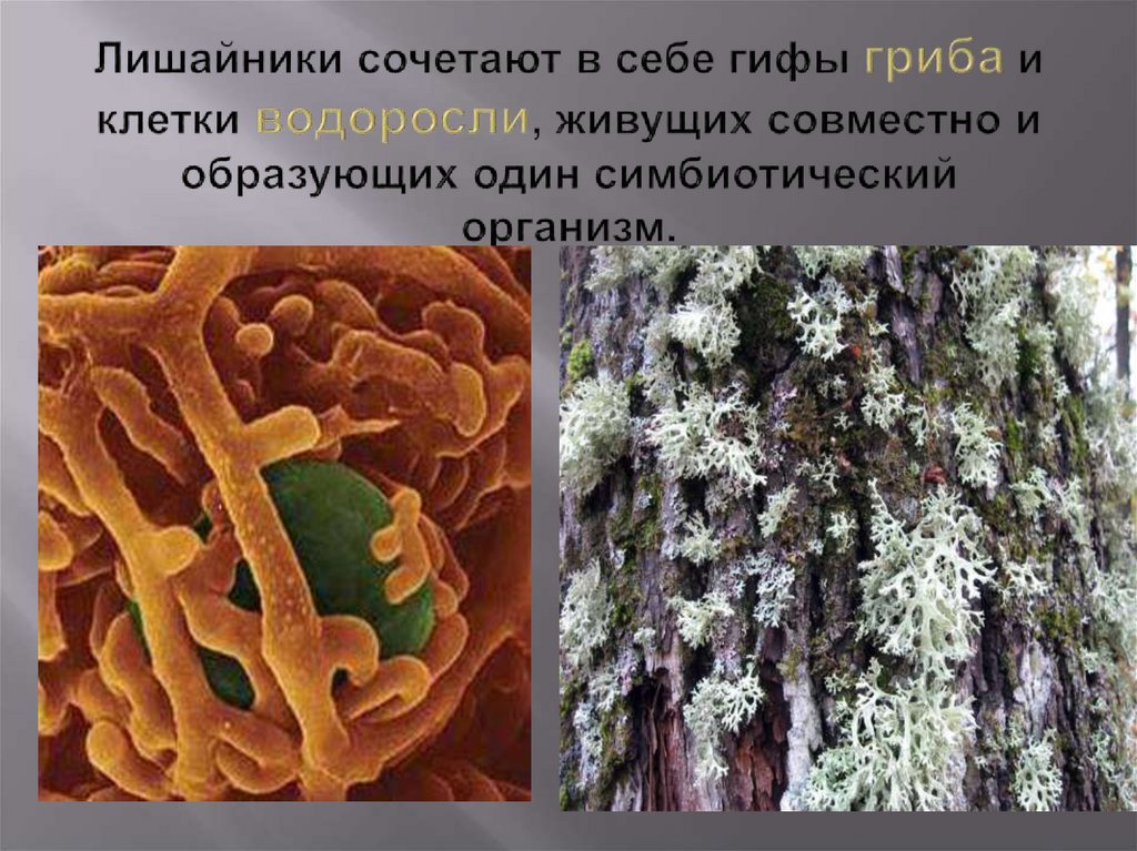 Лишайник и водоросли симбиоз