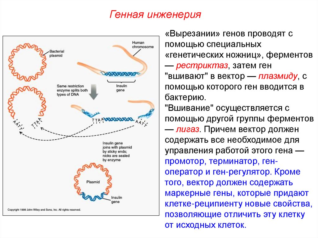 К методам генной инженерии относится