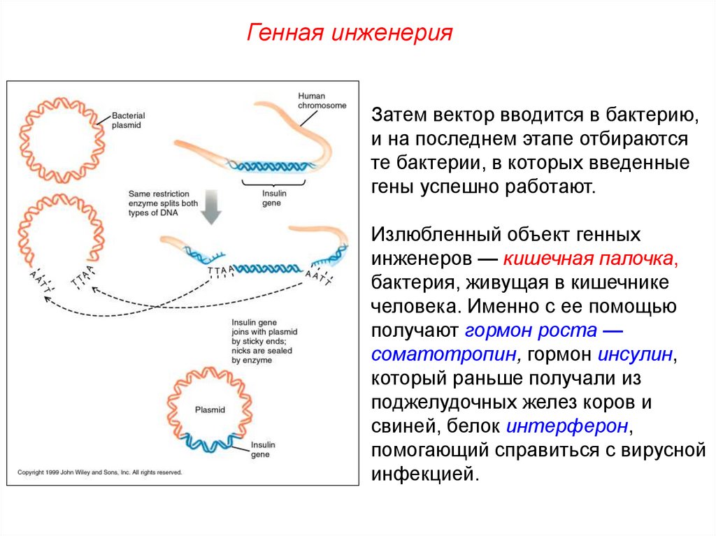 Методы генной инженерии. Основные этапы генной инженерии. Генетическая инженерия микроорганизмов. Генная инженерия бактерий. Методы генной инженерии бактерий.