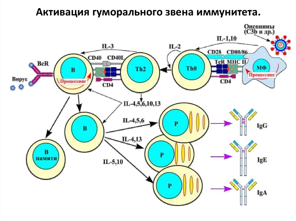 Схема кооперации клеток при формировании гуморального иммунного ответа