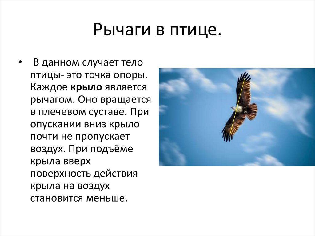 В интернете найдите фотографию какого либо насекомого или птицы какие части тела являются рычагами