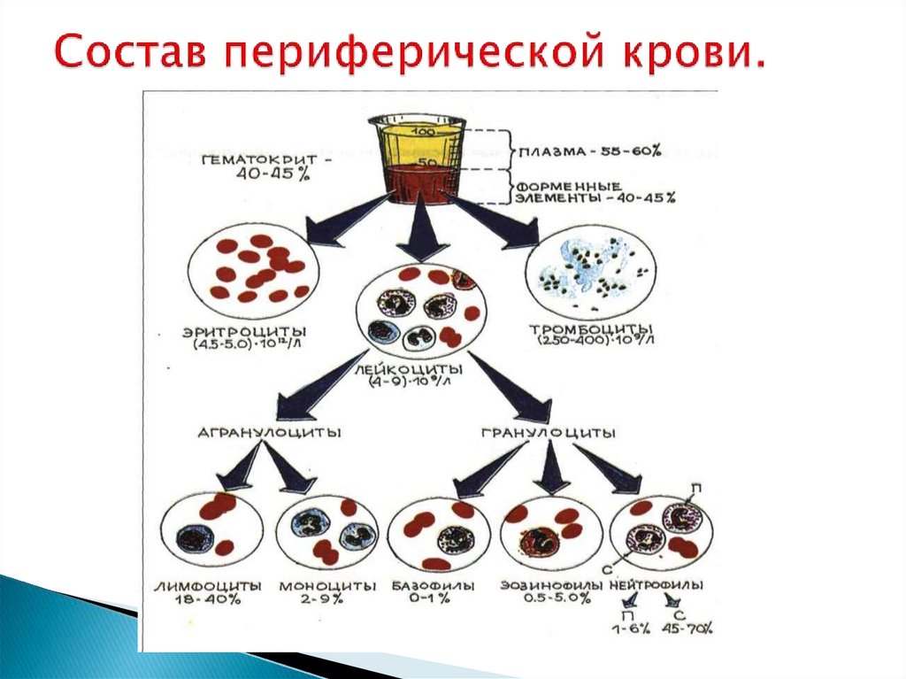 Заболевания крови презентация