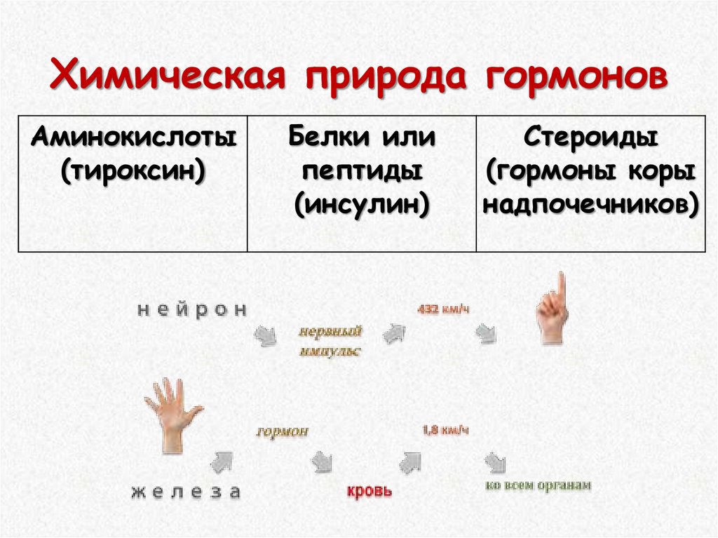 Химическая природа гормонов аминокислотная белковая стероидная заполните схему