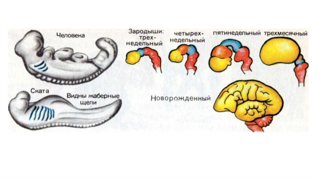 Мозг плода. Развитие мозга у эмбриона человека. Мозг зародыша схема развития.