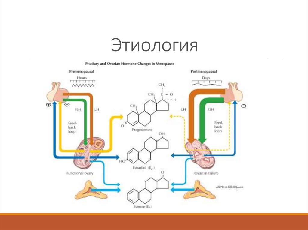 Менопаузальная терапия презентация