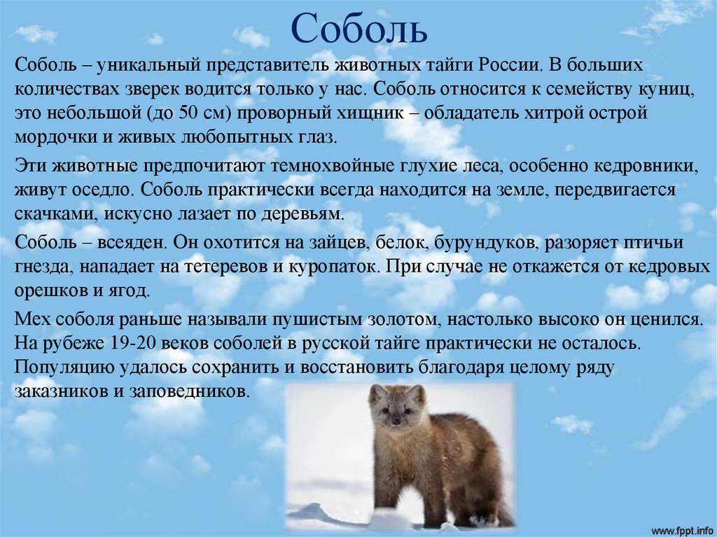 Животный мир тайги - презентация онлайн