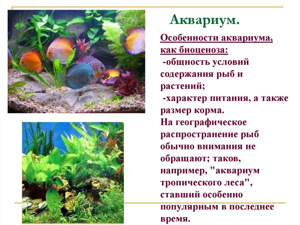 Аквариум как модель экосистемы практическая работа 2. Аквариум искусственная экосистема. Биогеоценоз аквариума. Аквариумный биоценоз. Агроценоз аквариума.