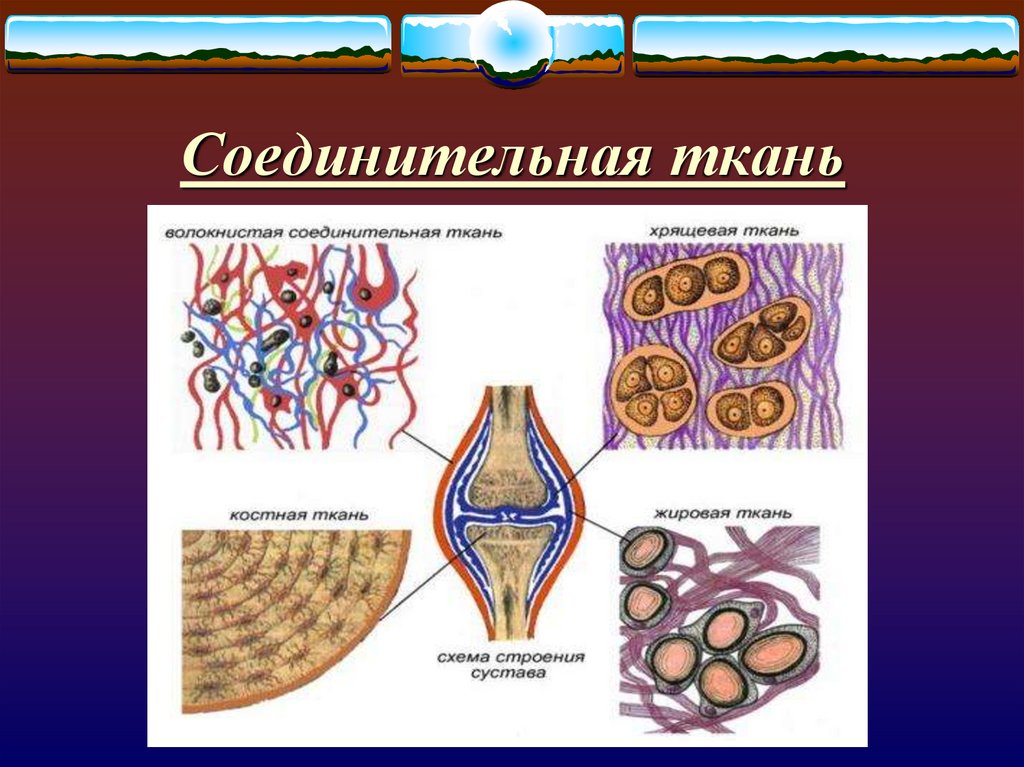 Какие органы входят в соединительную ткань. Соединительная ткань человека ЕГЭ биология. Соединительная ткань. Соединительная т. Структура соединительной ткани.