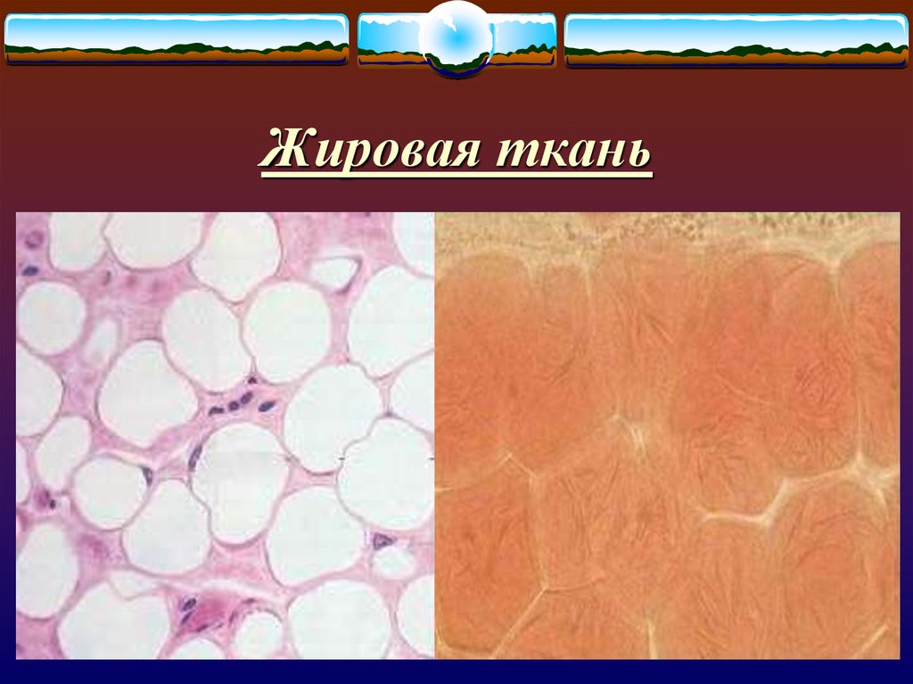 Соединительная жировая ткань рисунок