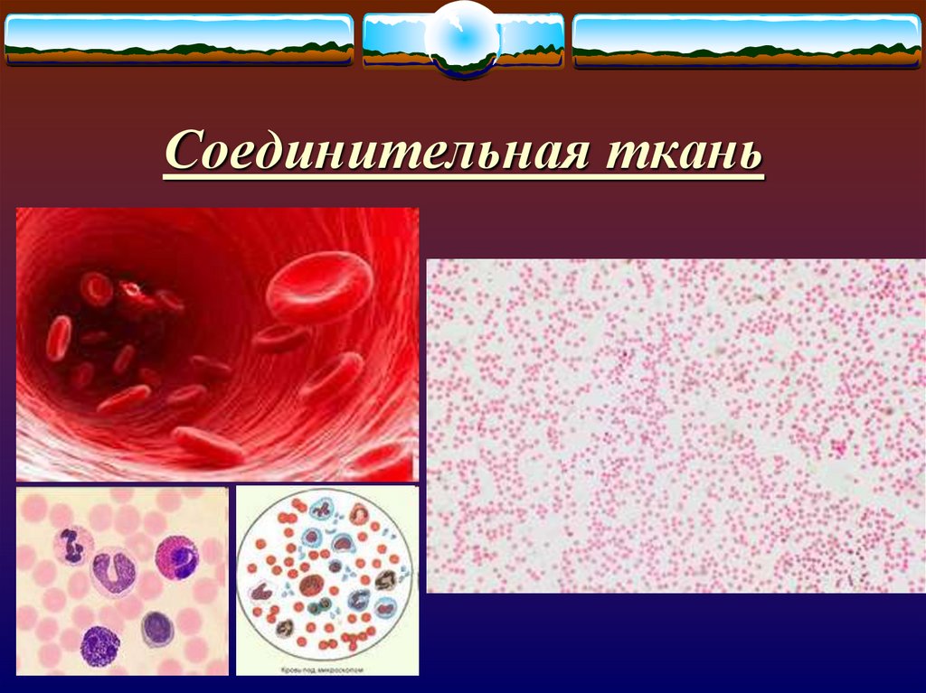 Проект ткани человека