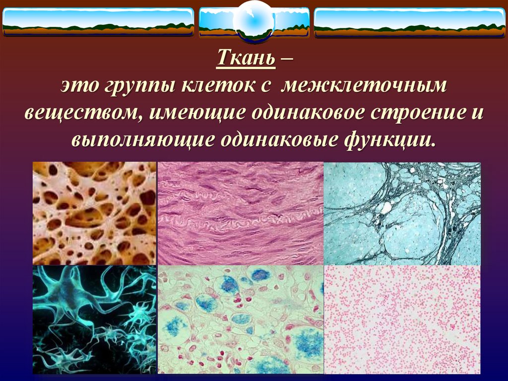 Ткани организма. Ткань это группа клеток. Ткани человека презентация. Тканевая группа клеток. Ткань много межклеточного вещества.