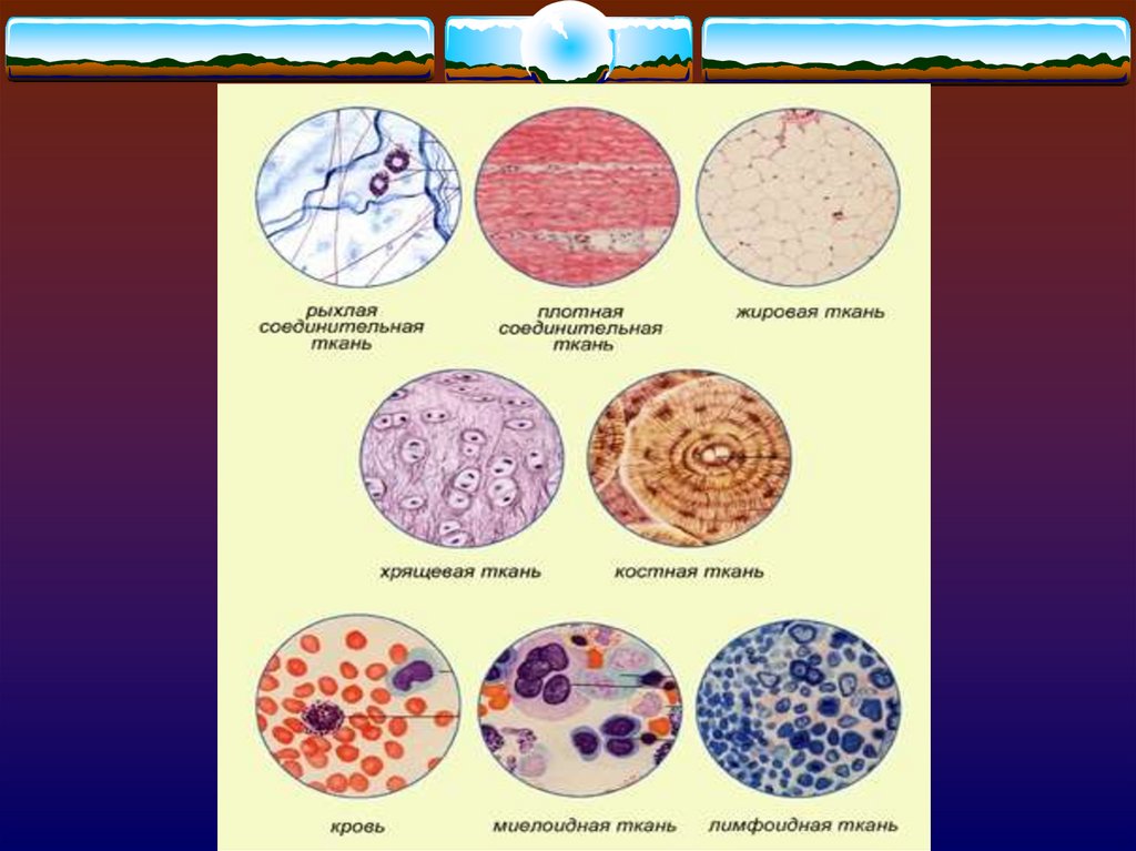 Основное группа ткани человека. Ткани человека. Типы тканей. Ткани человека биология.