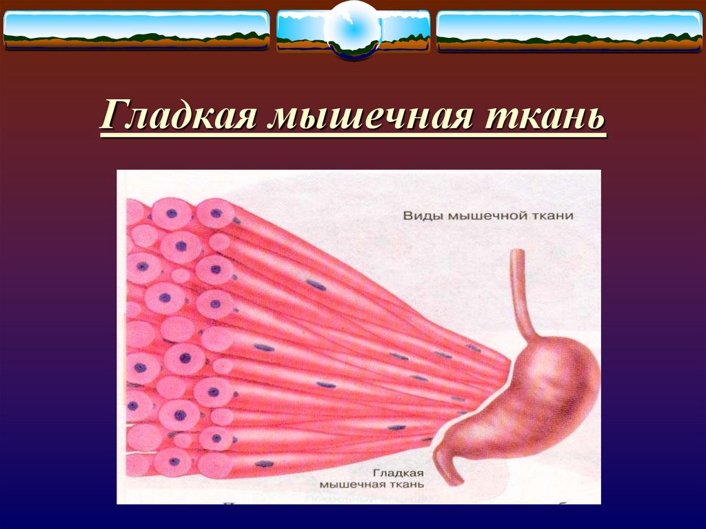 Ткани мышц человека. Гладко мышечная ткань строение. Гладкая мышечная ткань рисунок с обозначениями. Поперечнополосатая ткань желудка. Гладкая ткань человека.