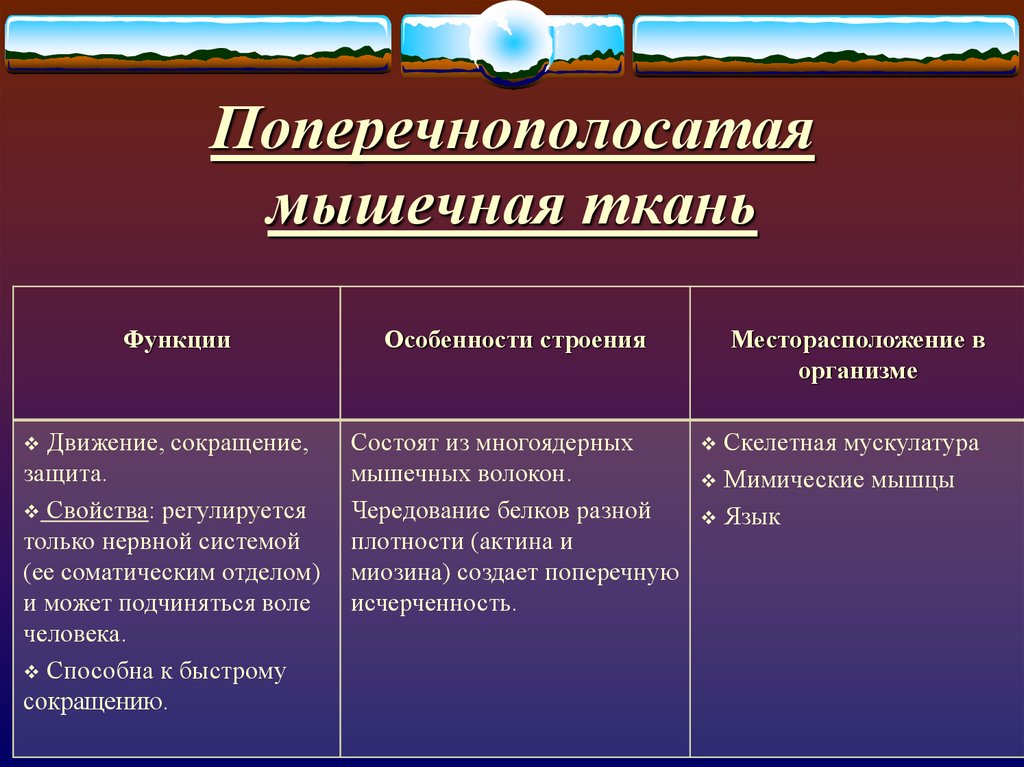 Свойства мышечной. Поперечно полосатая ткань функции. Поперечнополосатая мышечная ткань строение и функции. Особенности строения поперечно полосатой мышечной ткани. Характеристики поперечно полосатой мышечной ткани.