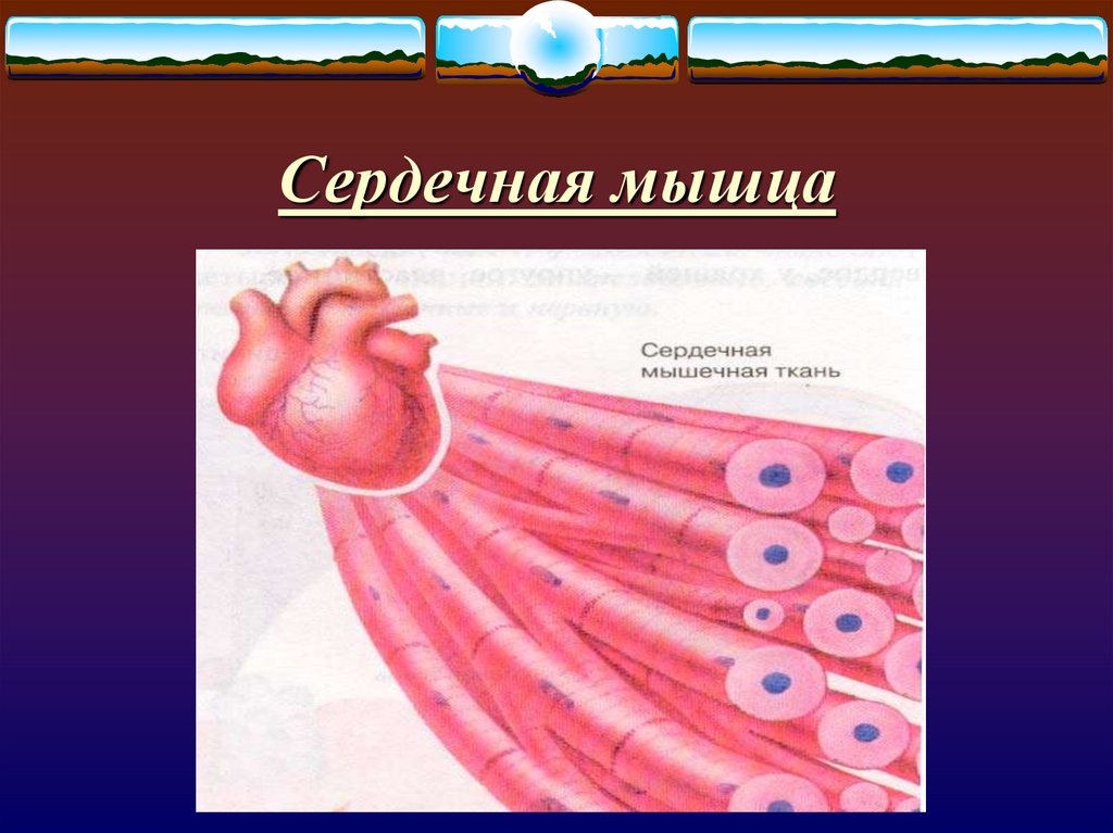 Сердечная мышца рисунок