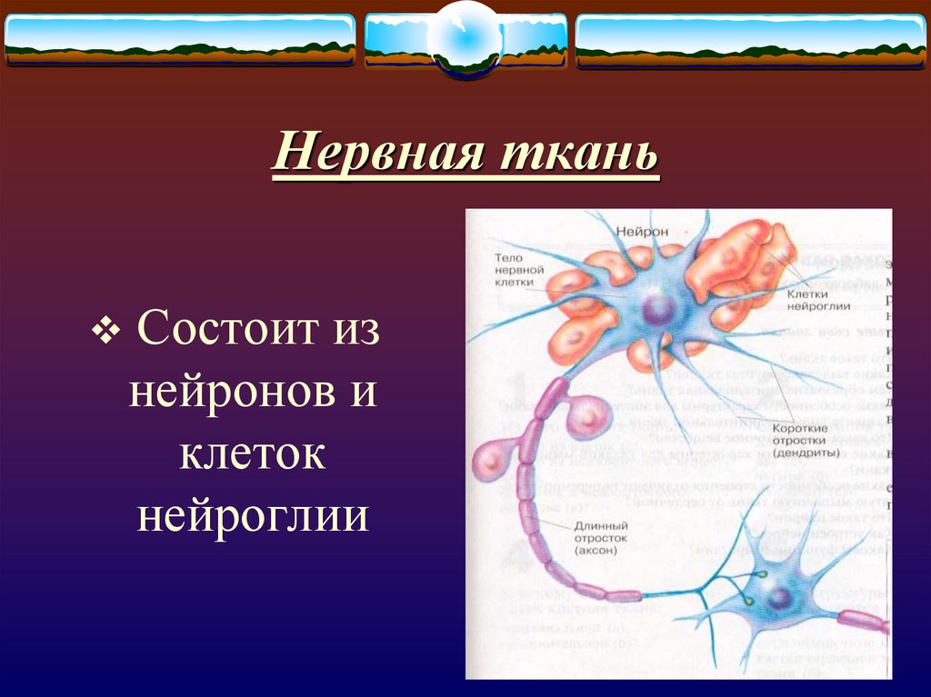 Нервная ткань состоит из собственно нервных. Нервная ткань строение нейрона нейроглия. Особенности строения клеток нервной ткани. Характеристика нервной ткани. Нервная ткань.