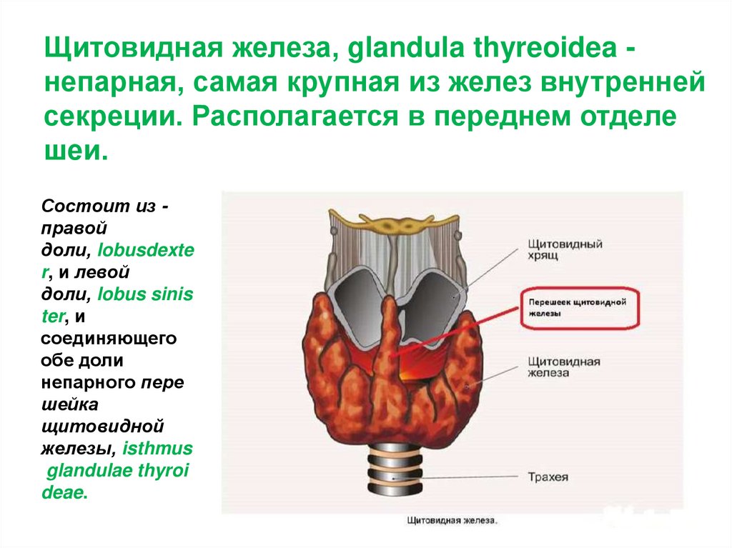 Образование перешейка щитовидной железы. Переешеу щитовилный жклещы. Доли щитовидной железы.