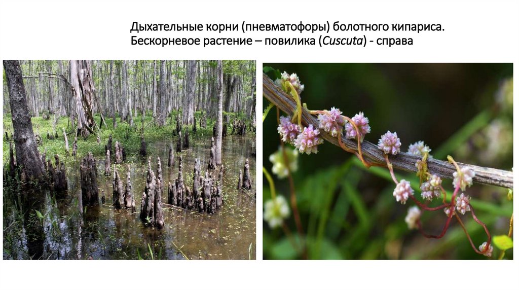 Первичное строение корня ириса (Iris sp.) - презентация онлайн