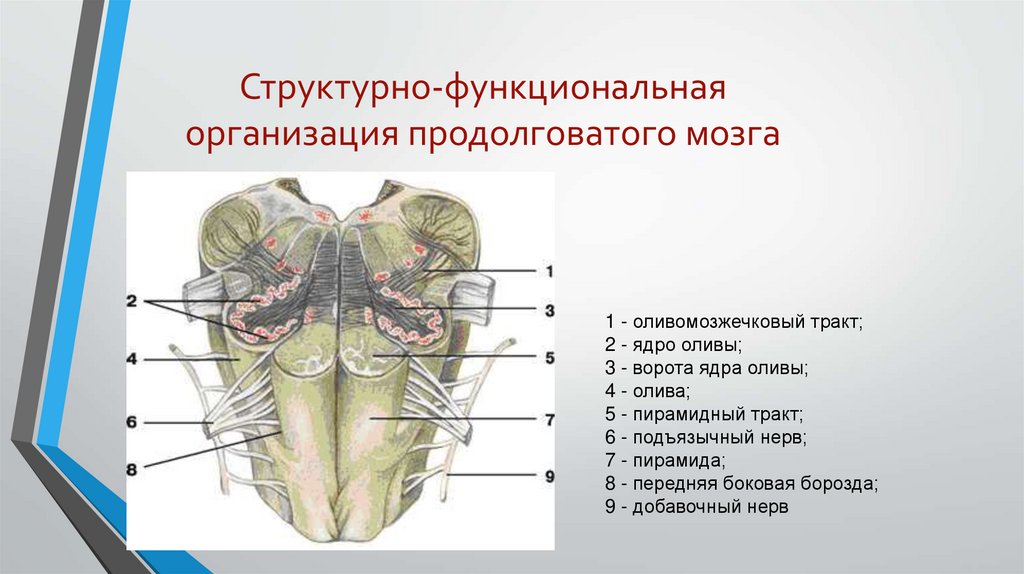 Нервы продолговатого мозга. Ядра оливы продолговатого мозга. Ядра нижней оливы продолговатого мозга. Пирамиды и оливы продолговатого мозга. Пирамидный тракт продолговатого мозга.