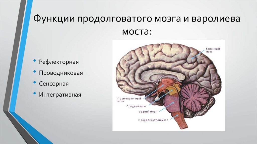 Функции продолговатого мозга 8 класс биология. Функции продолговатого мозга. Продолговатый мозг и варолиев мост. Функции продолговатого мозга и моста. Сенсорная функция продолговатого мозга.