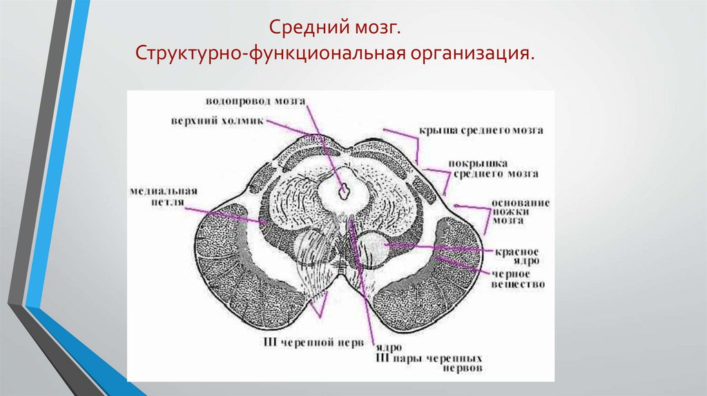 Ядра среднего мозга. Водопровод среднего мозга функции. Структурно-функциональная организация среднего мозга. Структурно функциональная средний мозг. Водопровод среднего мозга на разрезе среднего мозга.