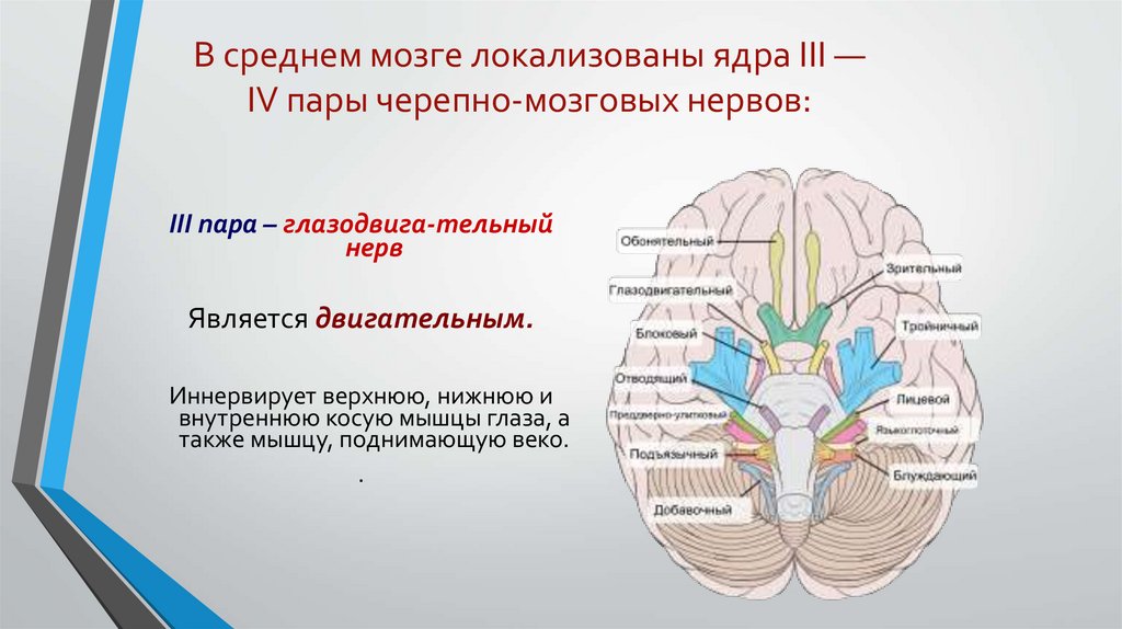 Черепные нервы человека относят к. Ядра 3 пары черепных нервов. Ядра 3 пары черепномозговых нервов. 4 Пара черепных нервов схема. Ядра 3 и 4 пары черепных нервов.