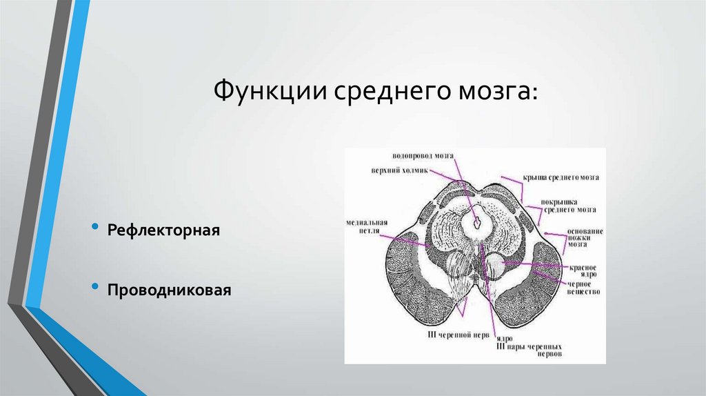 Отделы среднего мозга