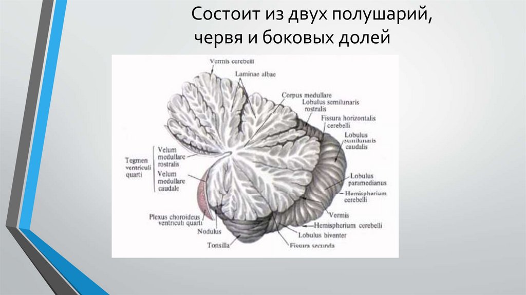 Большие полушария состоят из долей. Состоит из червя и двух полушарий?. Состоит их двух полушарий Соединенных червем. Два полушария которой соединены червем?. Черв и 2 полушарии мощжечка.