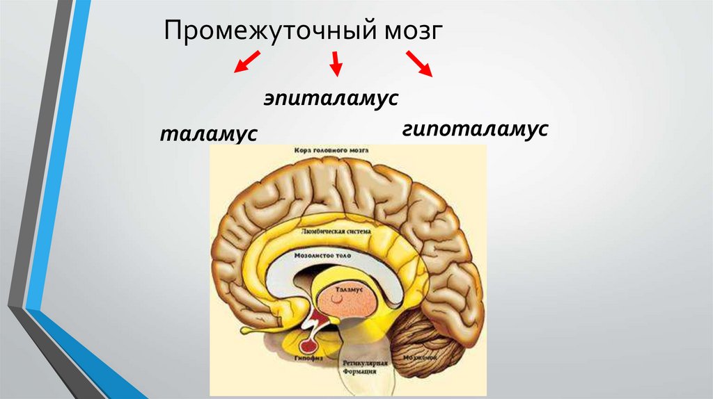 Таламус и гипоталамус. Таламус гипоталамус эпиталамус гипофиз и эпифиз. Промежуточный мозг. Промежуточный мозг эпиталамус. Промежуточный мозг таламус гипоталамус.