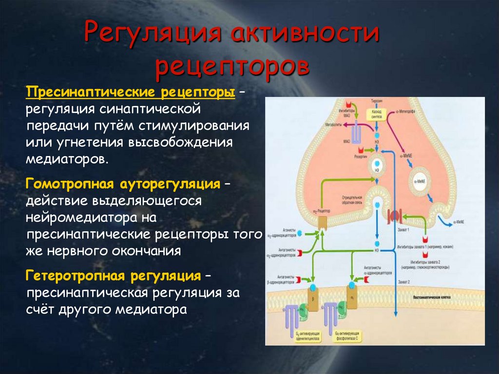 Рецепторы медиаторов. Рецепторы синаптической передачи. Пресинаптические и постсинаптические рецепторы. Регуляция синаптической передачи. Регуляция активности проприорецепторов.