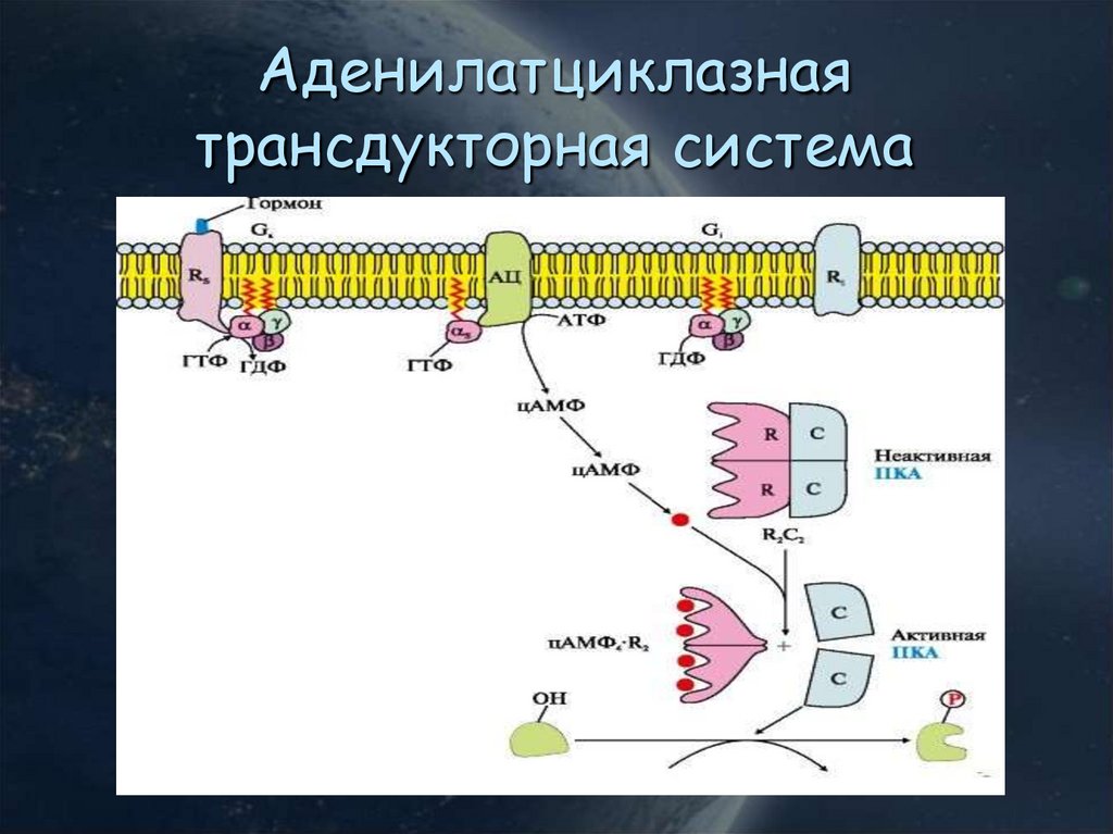 Аденилатциклазная система схема