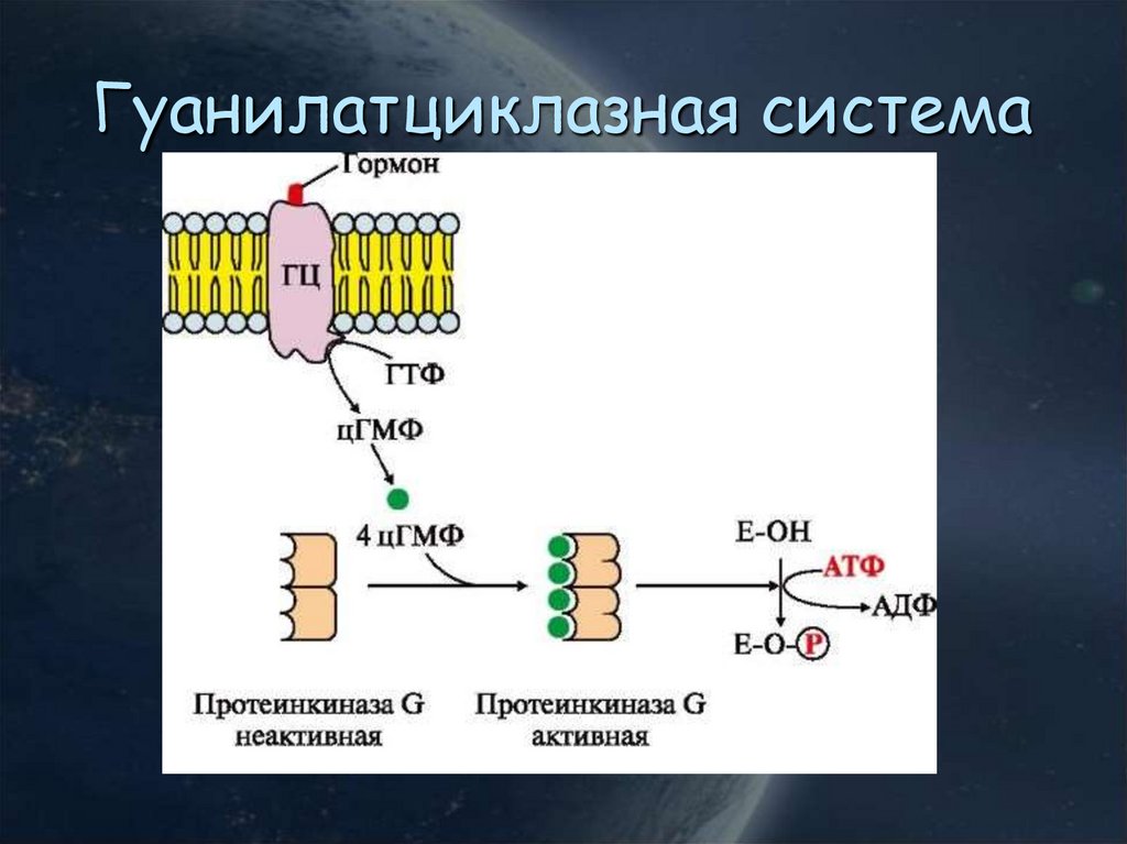 Гуанилатциклазная система схема