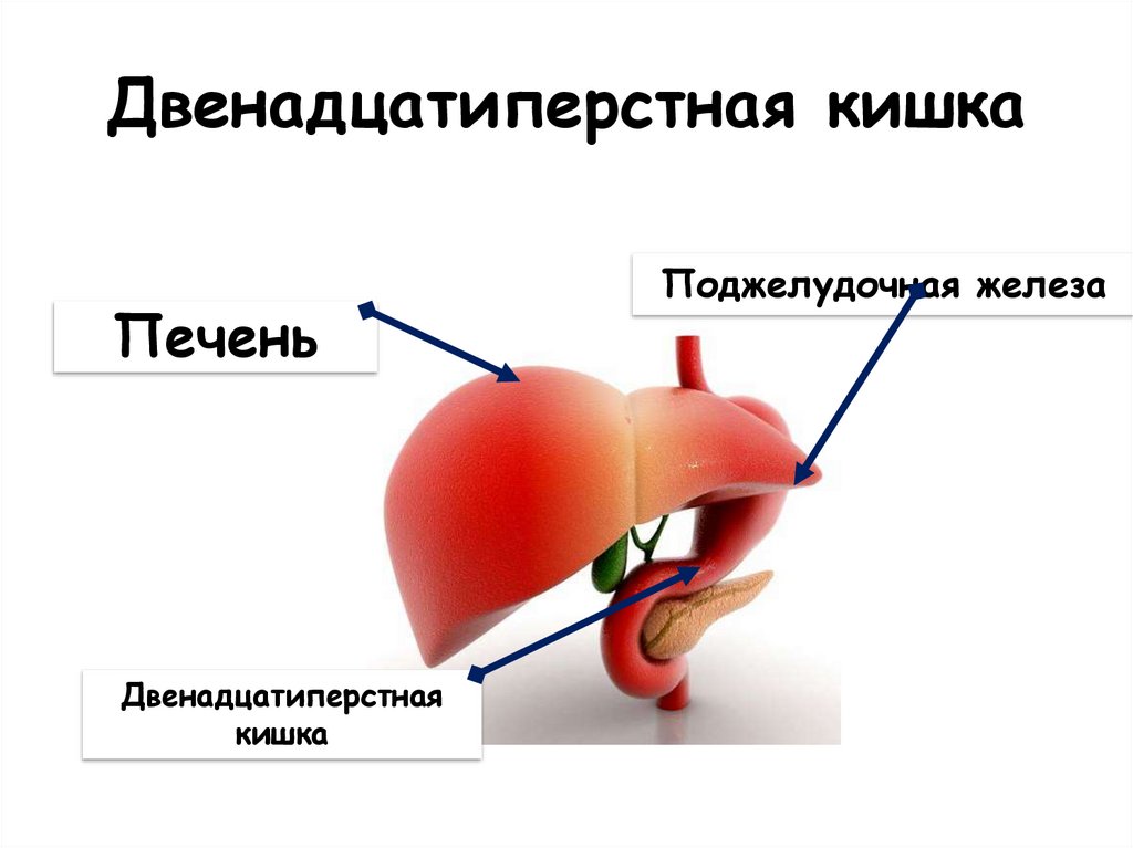 Печень и двенадцатиперстная кишка. Печень двенадцатиперстная кишка поджелудочная железа. Гормоны двенадцатиперстной кишки. Специфическая функция желудка.