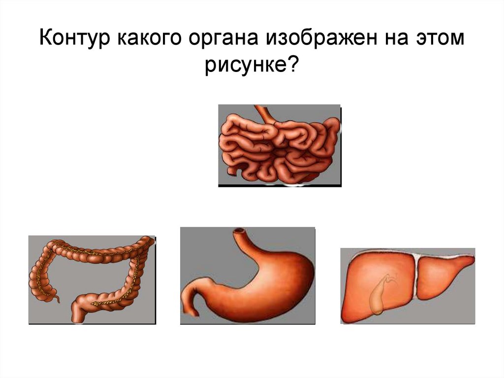 Какая система органов изображена на рисунке